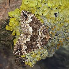 Attēlu rezultāti vaicājumam “Lampropteryx suffumata”