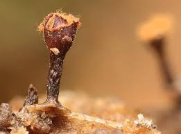 Attēlu rezultāti vaicājumam “Trichia botrytis”