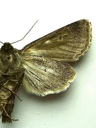 Attēlu rezultāti vaicājumam “Tholera decimalis”