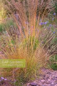 Attēlu rezultāti vaicājumam “Molinia caerulea fruit”