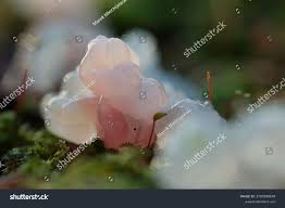 Attēlu rezultāti vaicājumam “Myxarium nucleatum”