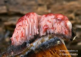 Attēlu rezultāti vaicājumam “Stemonitis fusca”