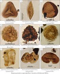Attēlu rezultāti vaicājumam “Badhamia dubia spores”