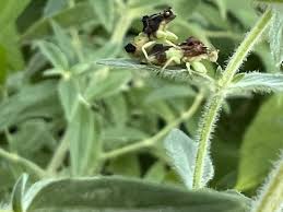 Attēlu rezultāti vaicājumam “Vasates quadripedes”