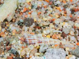 Attēlu rezultāti vaicājumam “Myurella julacea”