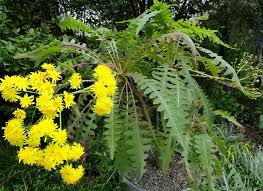 Attēlu rezultāti vaicājumam “Sonchus”