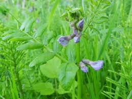 Attēlu rezultāti vaicājumam “Vicia sepium”