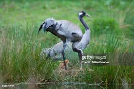 Attēlu rezultāti vaicājumam “Grus grus nest”