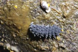 Attēlu rezultāti vaicājumam “Badhamia utricularis plasmodium”