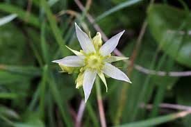 Attēlu rezultāti vaicājumam “Swertia perennis flower”