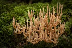 Attēlu rezultāti vaicājumam “Lentaria”