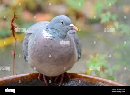 Attēlu rezultāti vaicājumam “Columba palumbus adult”