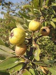 Attēlu rezultāti vaicājumam “Pyrus”