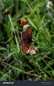 Attēlu rezultāti vaicājumam “Melitaea phoebe”