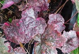 Image result for Heuchera Metallica