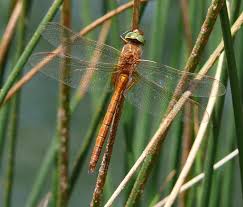 Attēlu rezultāti vaicājumam “Aeshna isoceles”