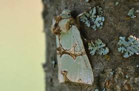 Attēlu rezultāti vaicājumam “Staurophora celsia”
