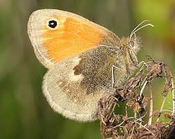 Attēlu rezultāti vaicājumam “Coenonympha pamphilus upperside”