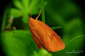 Attēlu rezultāti vaicājumam “Diacrisia sannio female”