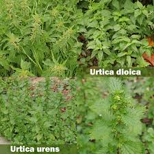 Attēlu rezultāti vaicājumam “Urtica dioica flower”