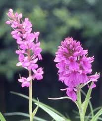 Attēlu rezultāti vaicājumam “Gymnadenia conopsea fruit”