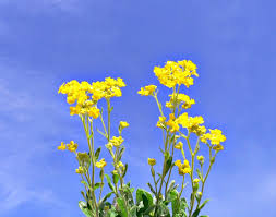 Image result for Alyssum saxatile