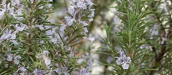 Image result for Rosmarin