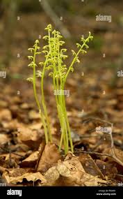 Attēlu rezultāti vaicājumam “Corallorhiza trifida”