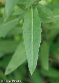 Attēlu rezultāti vaicājumam “Erysimum hieracifolium”