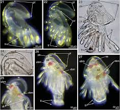 Attēlu rezultāti vaicājumam “Phronia sp. larva”