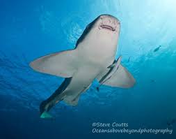 Image result for Nasolamia velox