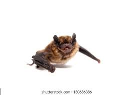 Attēlu rezultāti vaicājumam “Eptesicus nilssonii”