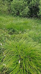 Attēlu rezultāti vaicājumam “Carex cespitosa”