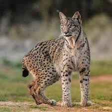 Image result for Lancashire Lynx