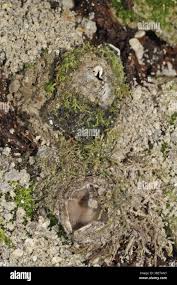 Attēlu rezultāti vaicājumam “Geopora arenicola”