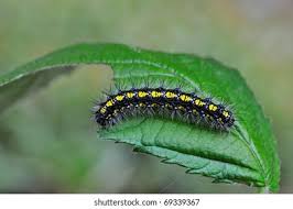 Attēlu rezultāti vaicājumam “Callimorpha dominula imago”