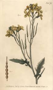 Attēlu rezultāti vaicājumam “Raphanus raphanistrum”