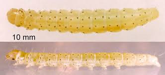 Attēlu rezultāti vaicājumam “Agonopterix ocellana”