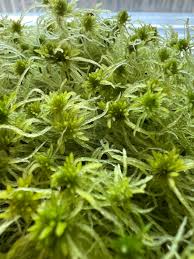 Attēlu rezultāti vaicājumam “Sphagnum riparium”