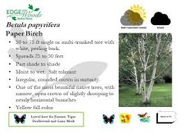 Attēlu rezultāti vaicājumam “Betula papyrifera”