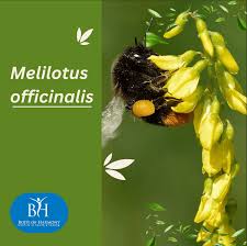 Attēlu rezultāti vaicājumam “Melilotus officinalis”
