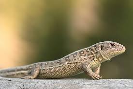 Attēlu rezultāti vaicājumam “Lacerta vivipara female”