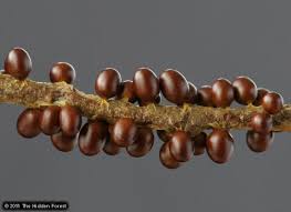 Attēlu rezultāti vaicājumam “Leocarpus fragilis spores”