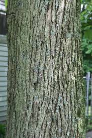 Attēlu rezultāti vaicājumam “Catalpa”