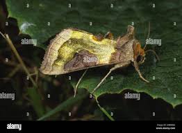 Attēlu rezultāti vaicājumam “Diachrysia tutti”