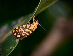 Attēlu rezultāti vaicājumam “Aphrophoridae imago”