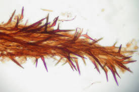 Attēlu rezultāti vaicājumam “Asterodon ferruginosus”