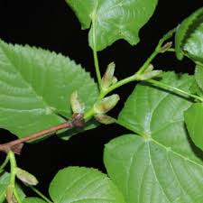 Attēlu rezultāti vaicājumam “Tilia platyphyllos subsp. platyphyllos”