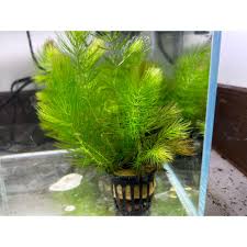 「金魚藻」的圖片搜尋結果