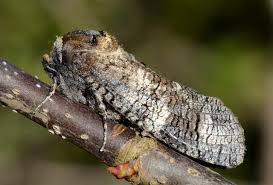 Attēlu rezultāti vaicājumam “Cossus cossus”